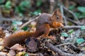 A red squirrel perched on a cut down branch eating a nut. ItÃ¢â¬â¢s long fluffy tail catches the light and shows off the red and bro